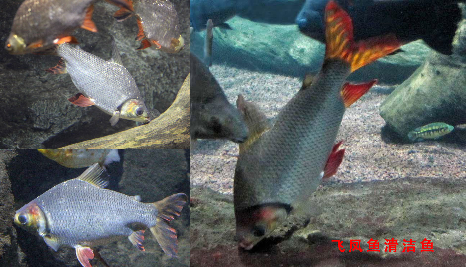 清洁鱼有什么用,冷清洁鱼有哪些