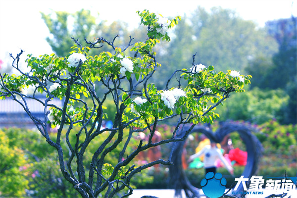 花开时节动京城最美不过洛阳城,四月洛阳美如画千年帝都是花城