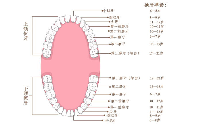 牙齿矫正要拔牙拔哪部分牙,牙齿矫正要拔牙拔哪颗