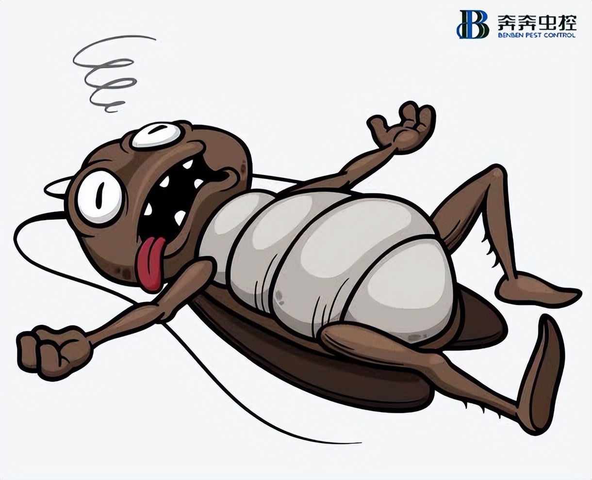 专业上门杀蟑效果如何,好口碑的杀蟑机构