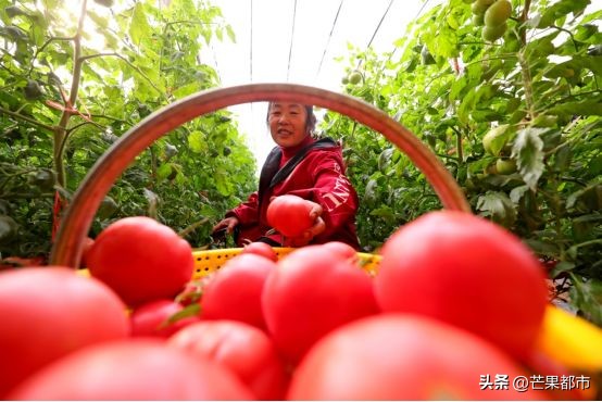 泾阳普罗旺斯沙瓤西红柿销量第一,陕西泾阳普罗旺斯沙瓤西红柿