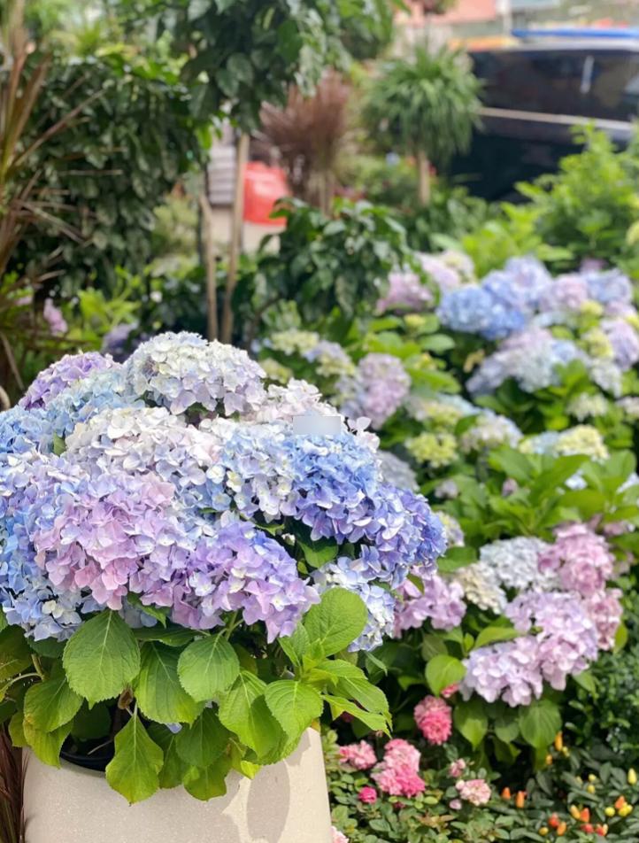 10个深圳花市，母亲节送花，不如带妈妈去看花海