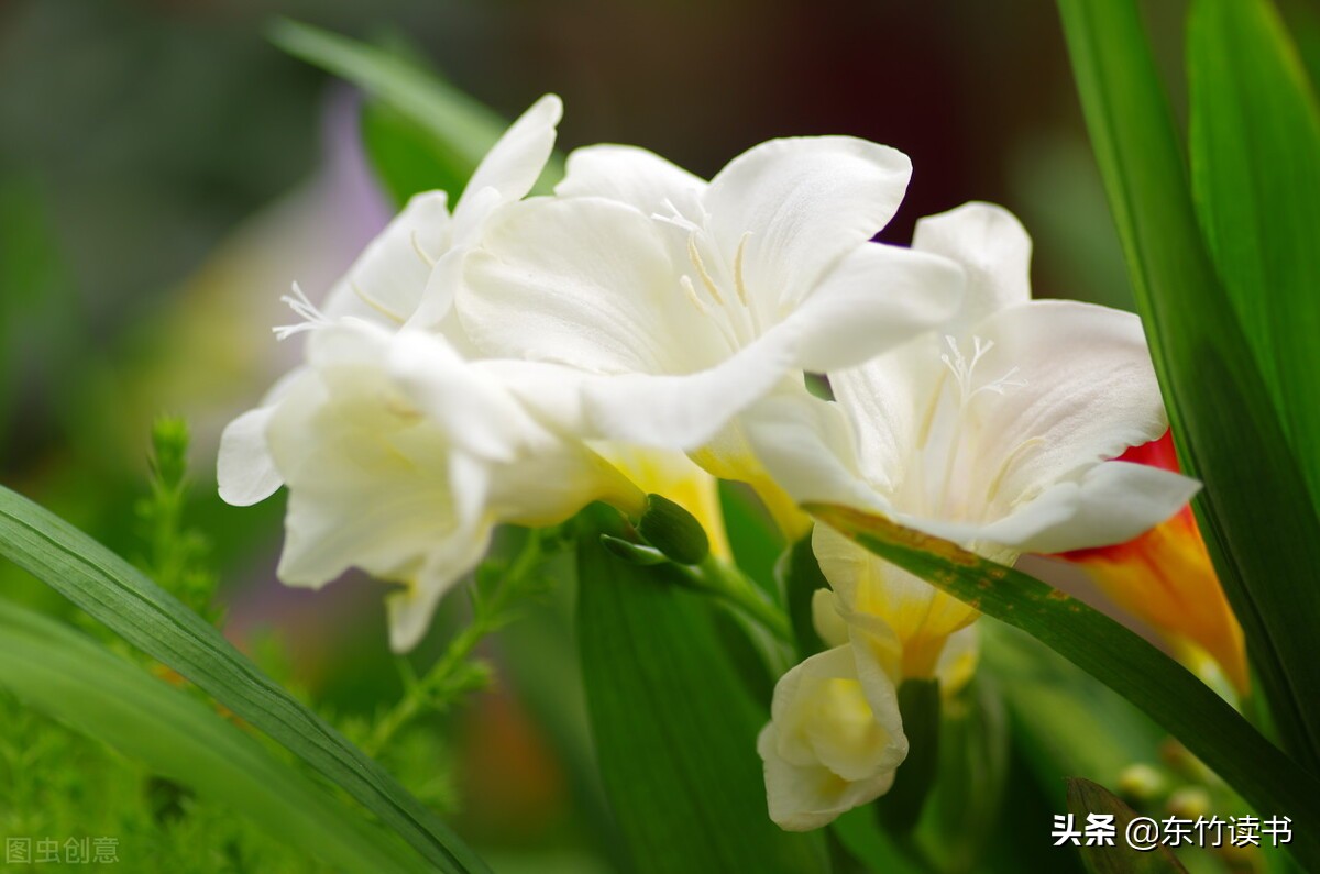 弗洛伊德的性学三论名言,弗洛伊德性学三论经典语录