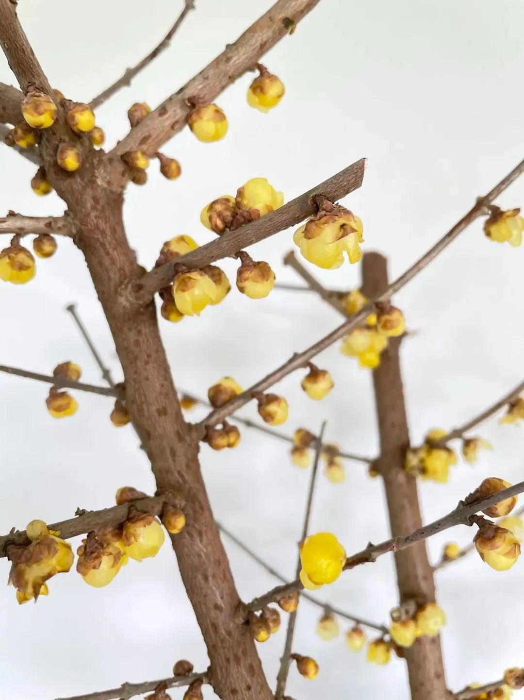 鲜花在水里能养几天会死,新加坡盆栽花卉怎么养