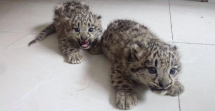 08年新疆牧民捡两只猫崽,新疆牧民山上捡到两只野猫