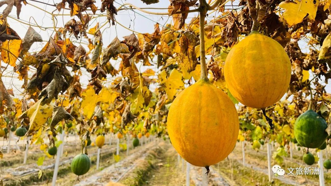 线上逛年货|不私藏了，这份龙丘珍味清单请签收！