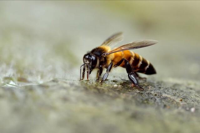 野外活动用什么药防蚊子,夏天户外出游要警惕这种虫子