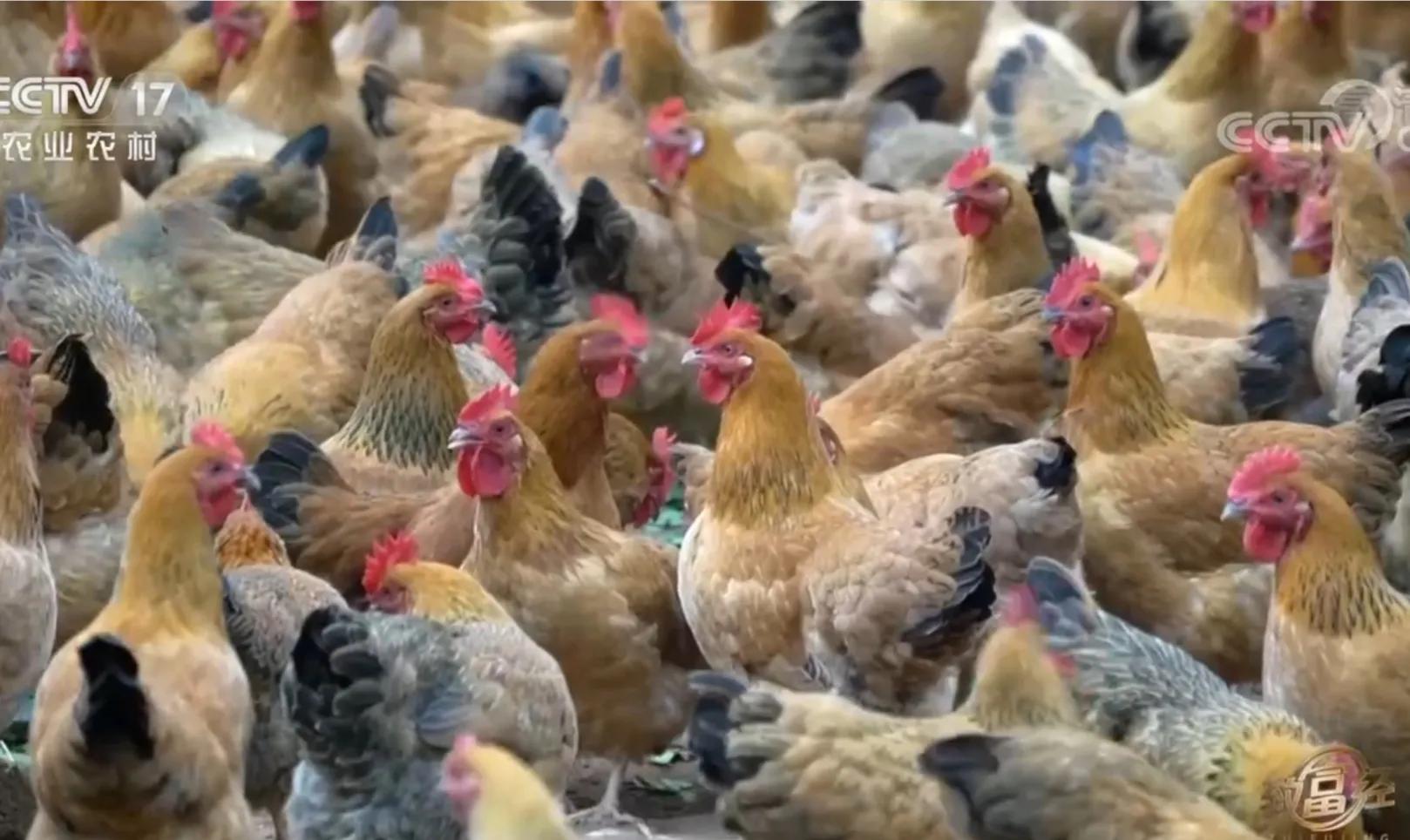 湖南男子承包800亩林地，如今靠椰子火锅鸡，年销售额2200万