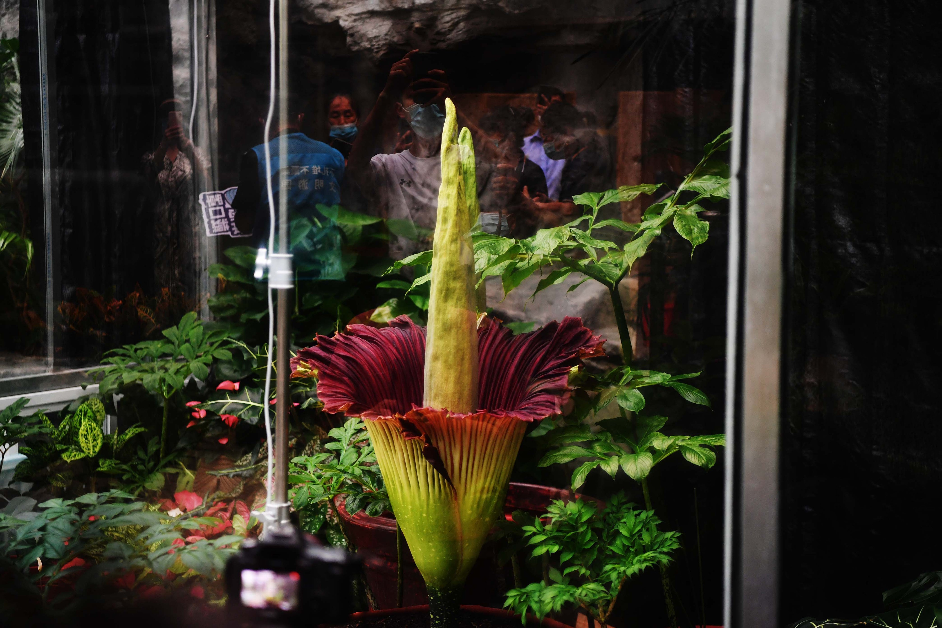 日本巨魔芋开花,巨魔芋在国家植物园开花直播