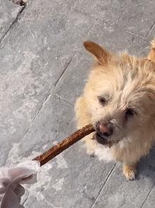 领养狗狗领什么狗最好 (领养和购买宠物狗的区别)