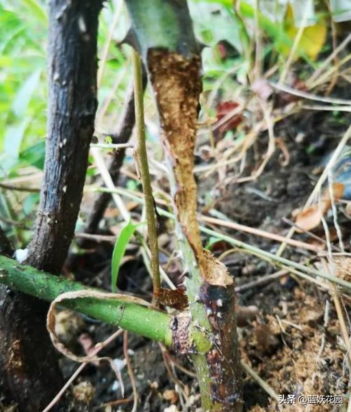 藤本月季过冬枝条发皱,月季水浇多了枝条干瘪发皱