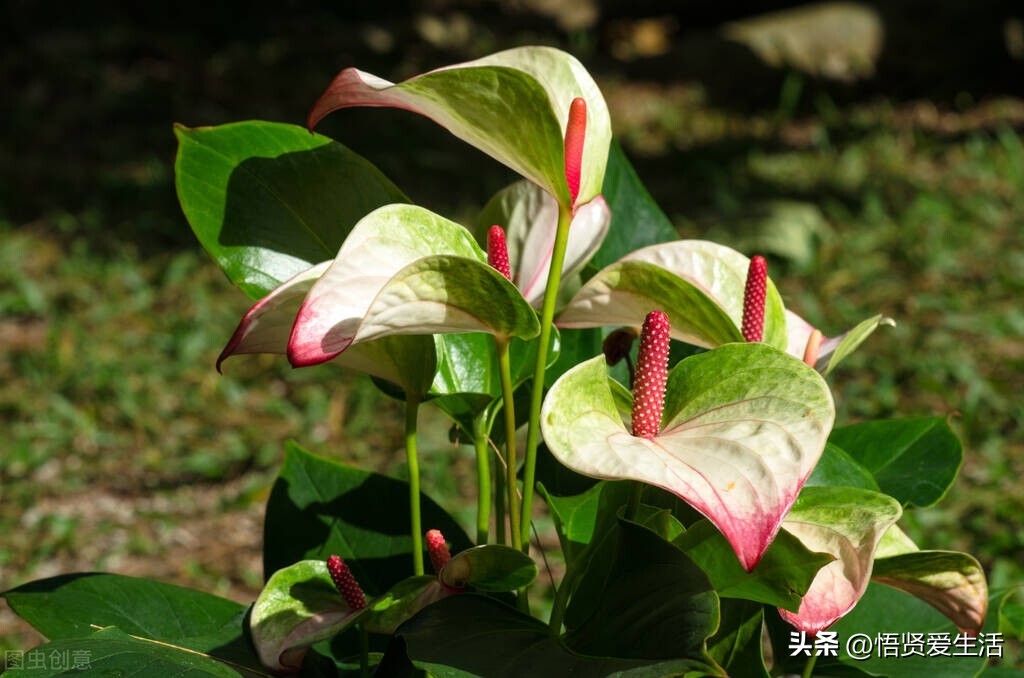 装修房子吸甲醛最好的是什么植物,新房入住有什么植物适合吸甲醛