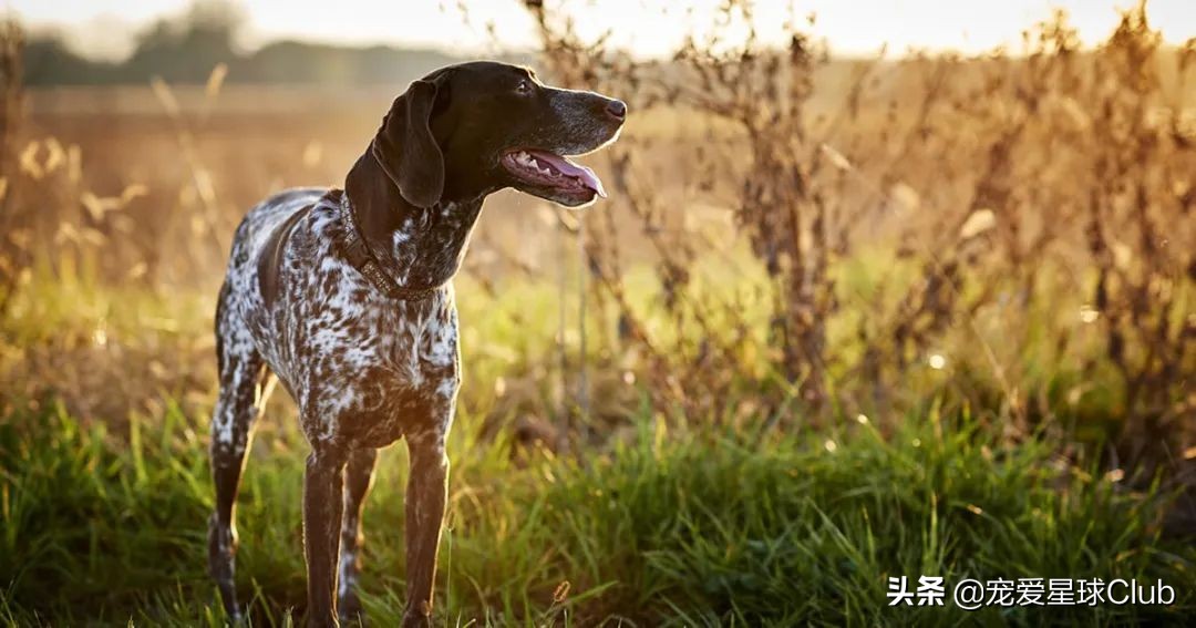 德国的猎犬品种大全,短毛立耳猎犬品种大全