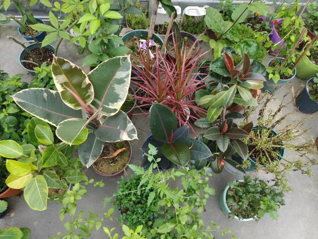 千年木树顶发黄怎么办,千年木叶子变软耷拉