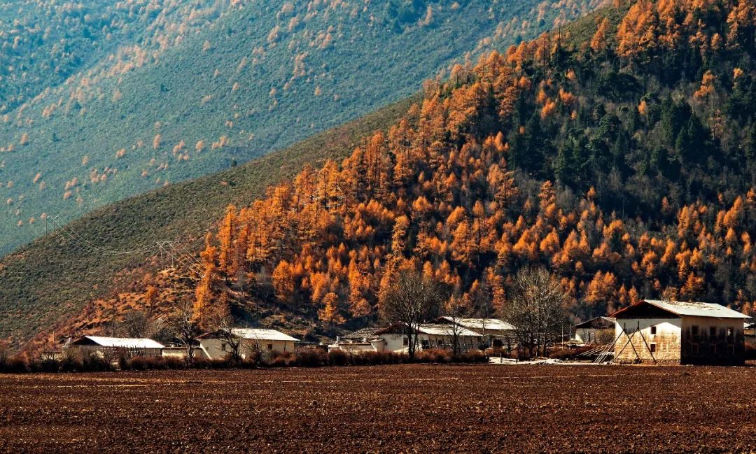 拐枣可以泡水和泡酒,拐枣与肉桂泡酒功效