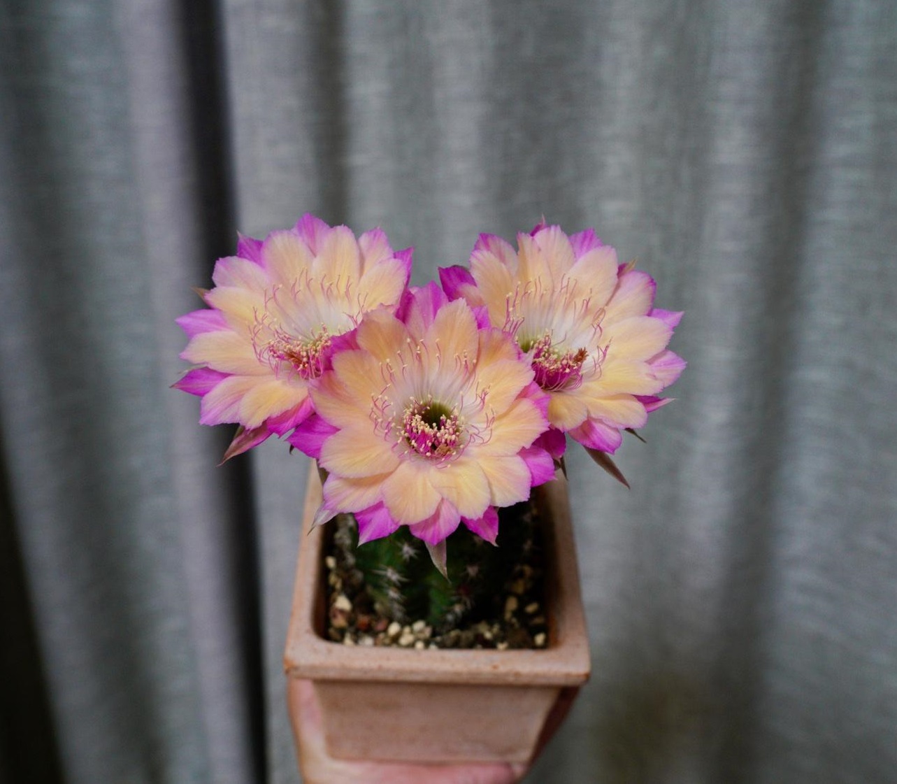 仙人球极光花,仙人球名中的极品