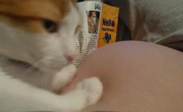 猫咪为什么喜欢趴在孕妇的肚子上,为什么猫咪喜欢在孕妇肚子上睡觉