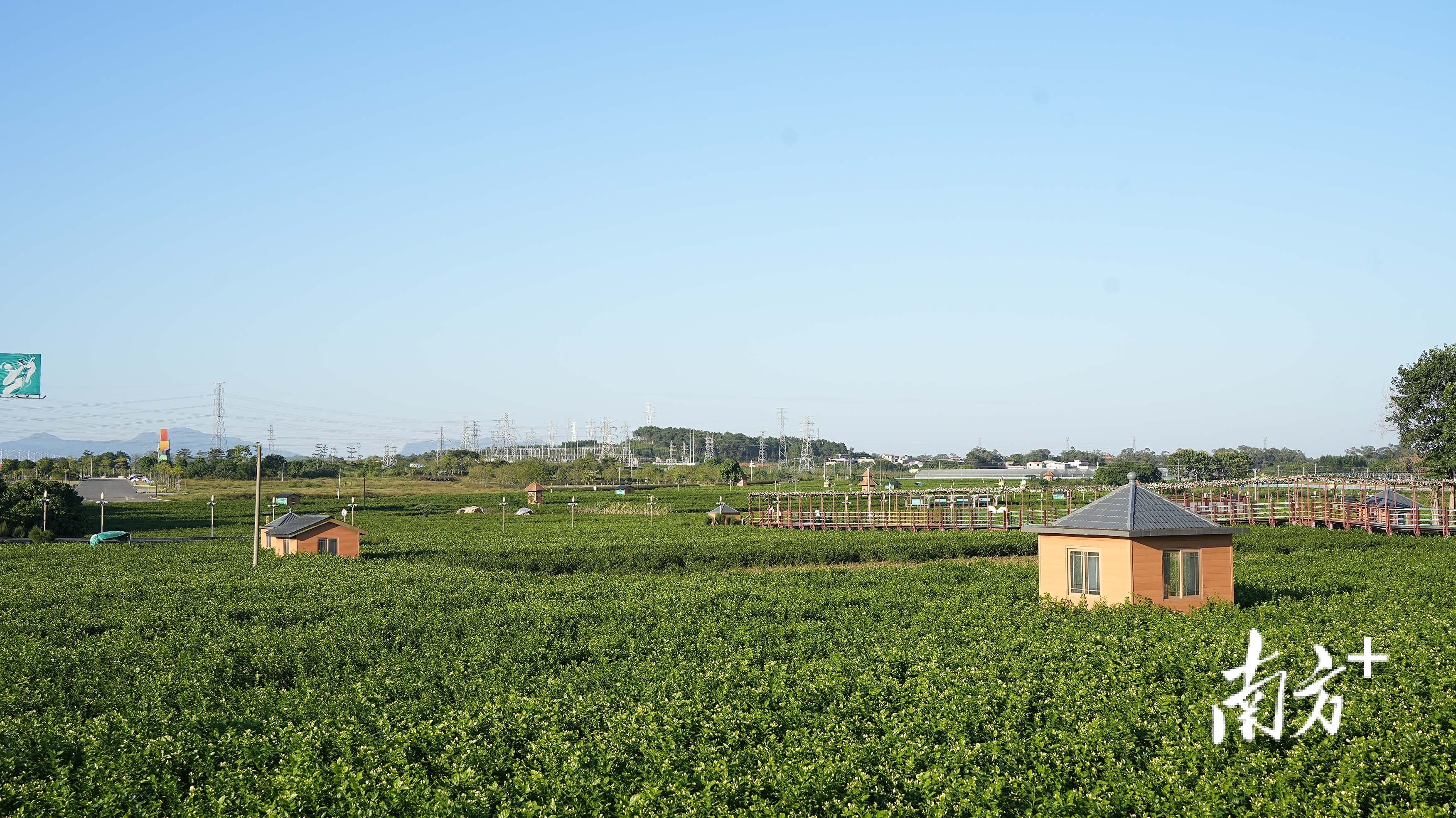 遇见横州：好一朵美丽的茉莉花｜中国十大茶王评比实地考察②