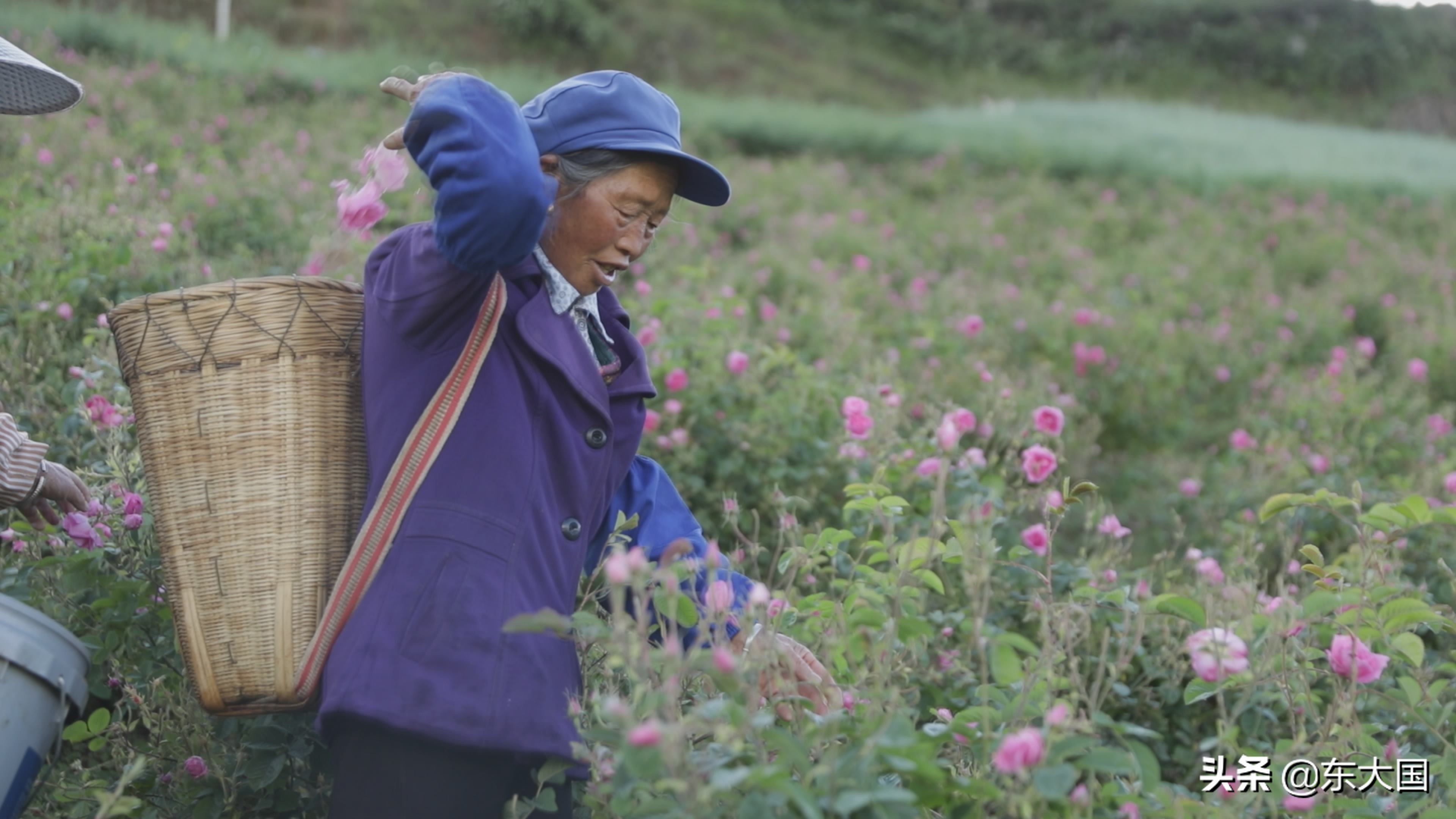 野猪“刺”激来的玫瑰花——玫瑰姐姐和她的美丽经济
