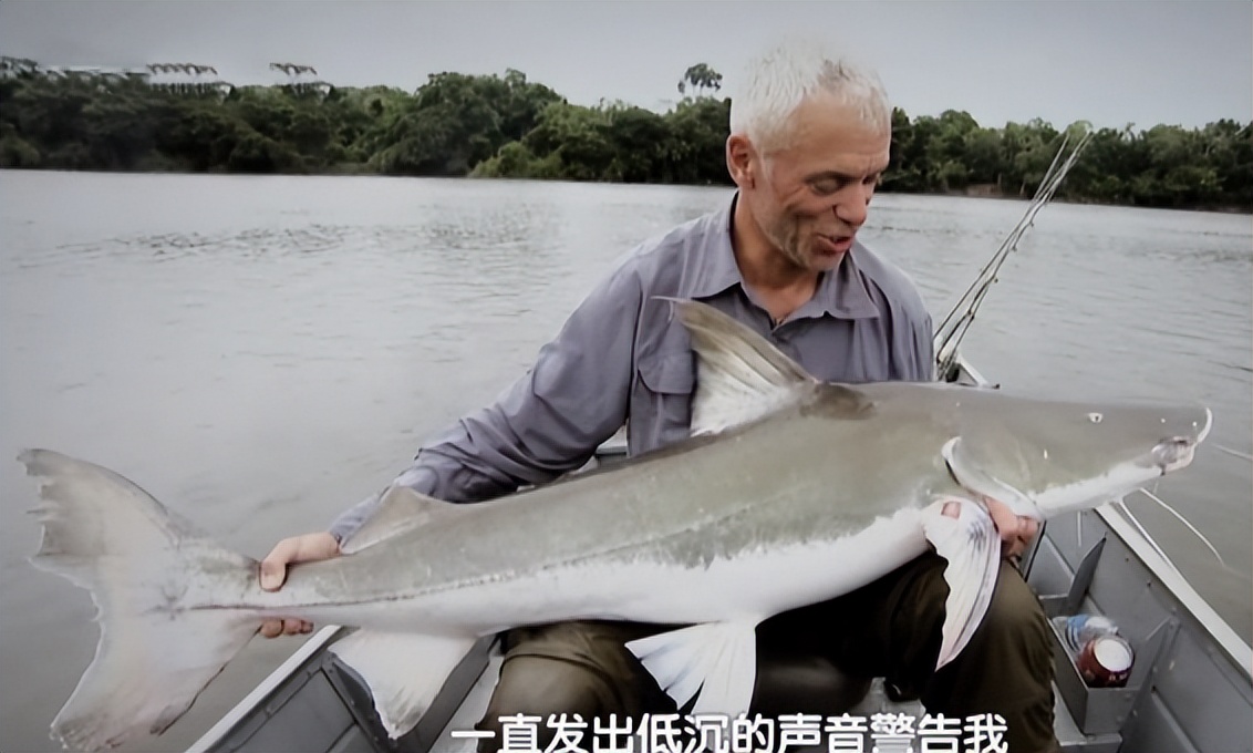 男子钓鱼鱼儿被湖里鲶鱼吃了,男人钓鱼被鲨鱼吃掉