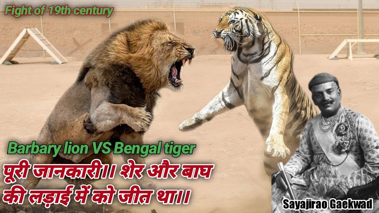 老虎和狮子打架谁会赢?19世纪,一个印度王公搞了场经典的比赛