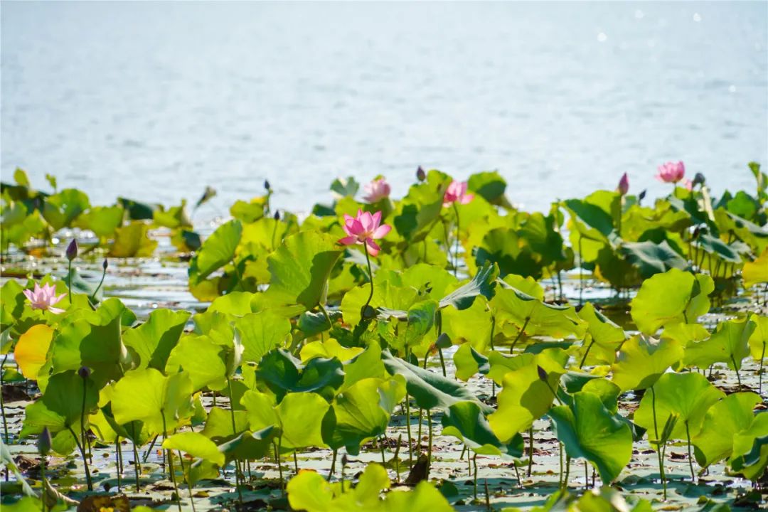有一种叫云南的生活感动世界,有一种叫云南的生活从不缺浪漫