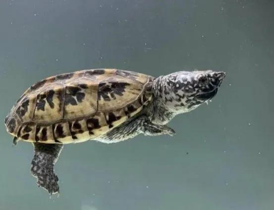 水龟腐皮后怎么处理,水龟腐皮腐甲怎么治疗