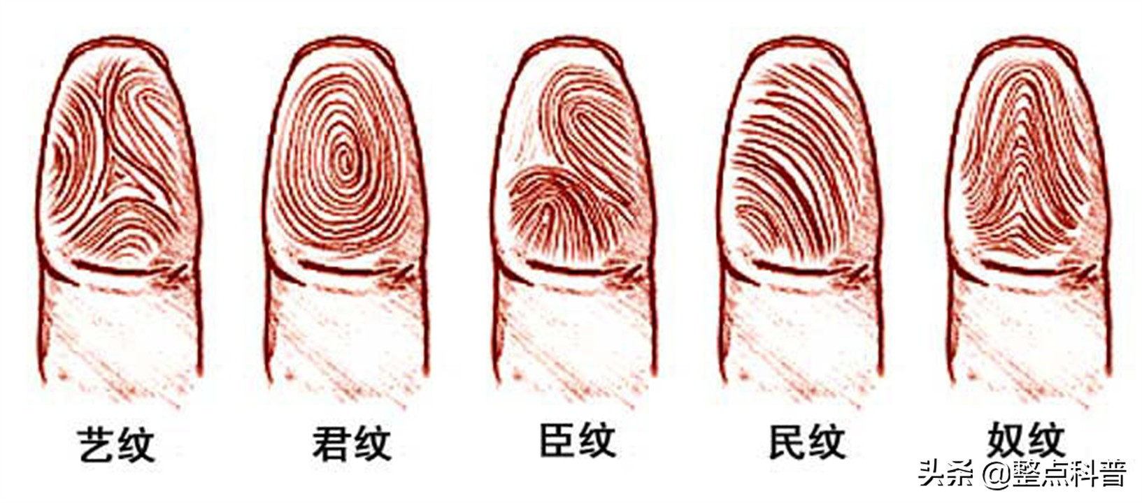 斗和簸箕的基因秘密,中科院发现斗与簸箕的奥秘