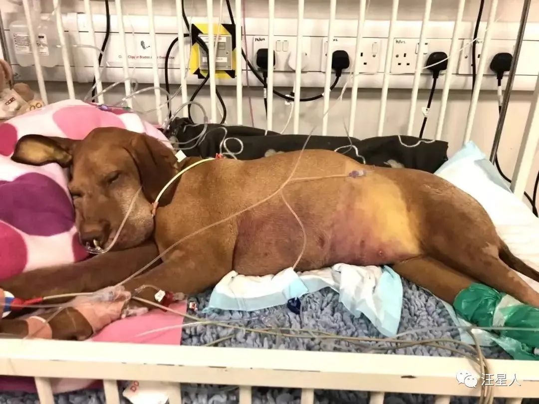 狗狗能不能吃夏威夷果,狗狗吃了夏威夷果能自愈吗