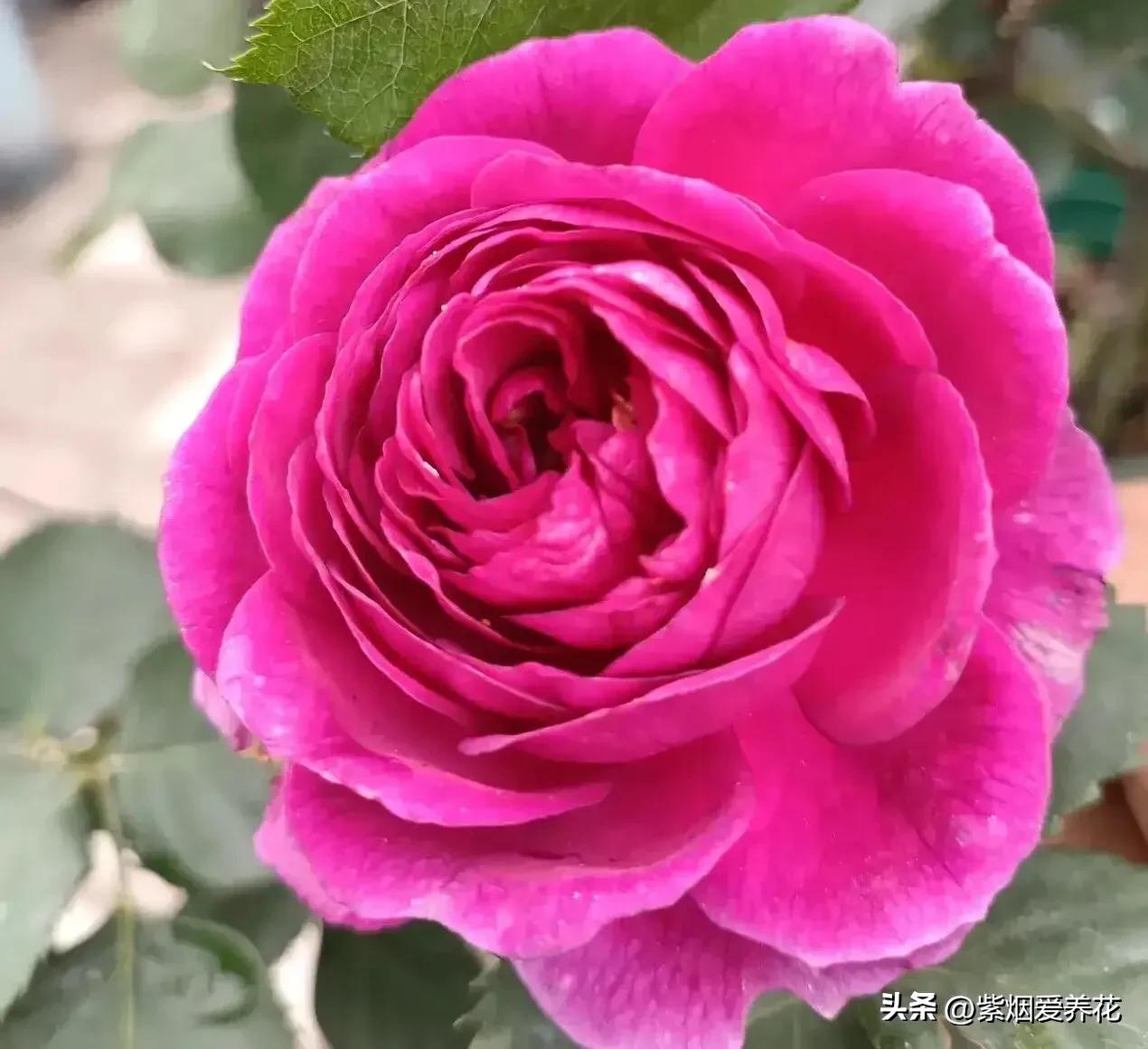 我不禁问自己,靠卖花能攒够钱买高合HiPhiY吗?