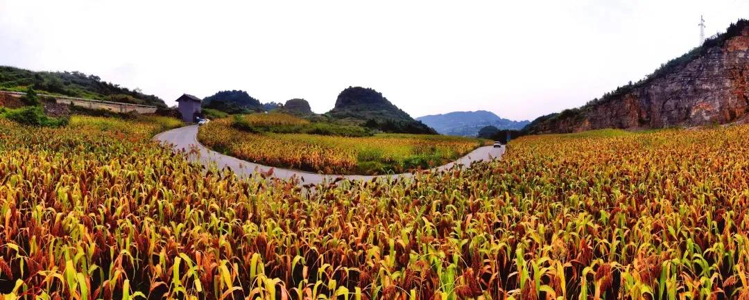庆丰收迎盛会，首届古蔺高粱丰登节将于8月20日上午8点开幕
