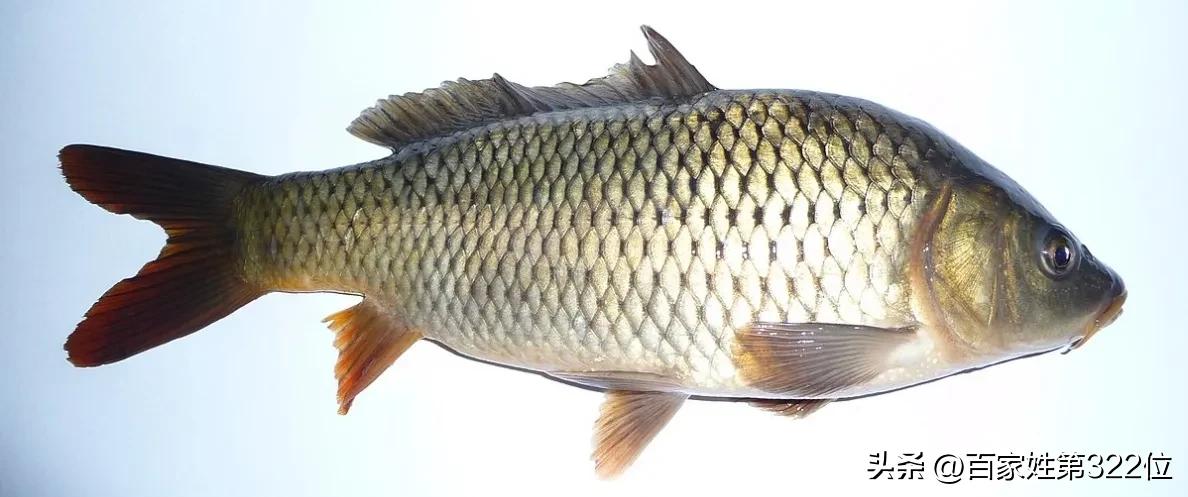 各种鱼名称的由来,各种鱼名的由来