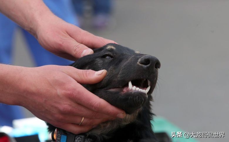 美国再现神秘病毒：若感染5天内就会死亡，已有数十只狗死亡