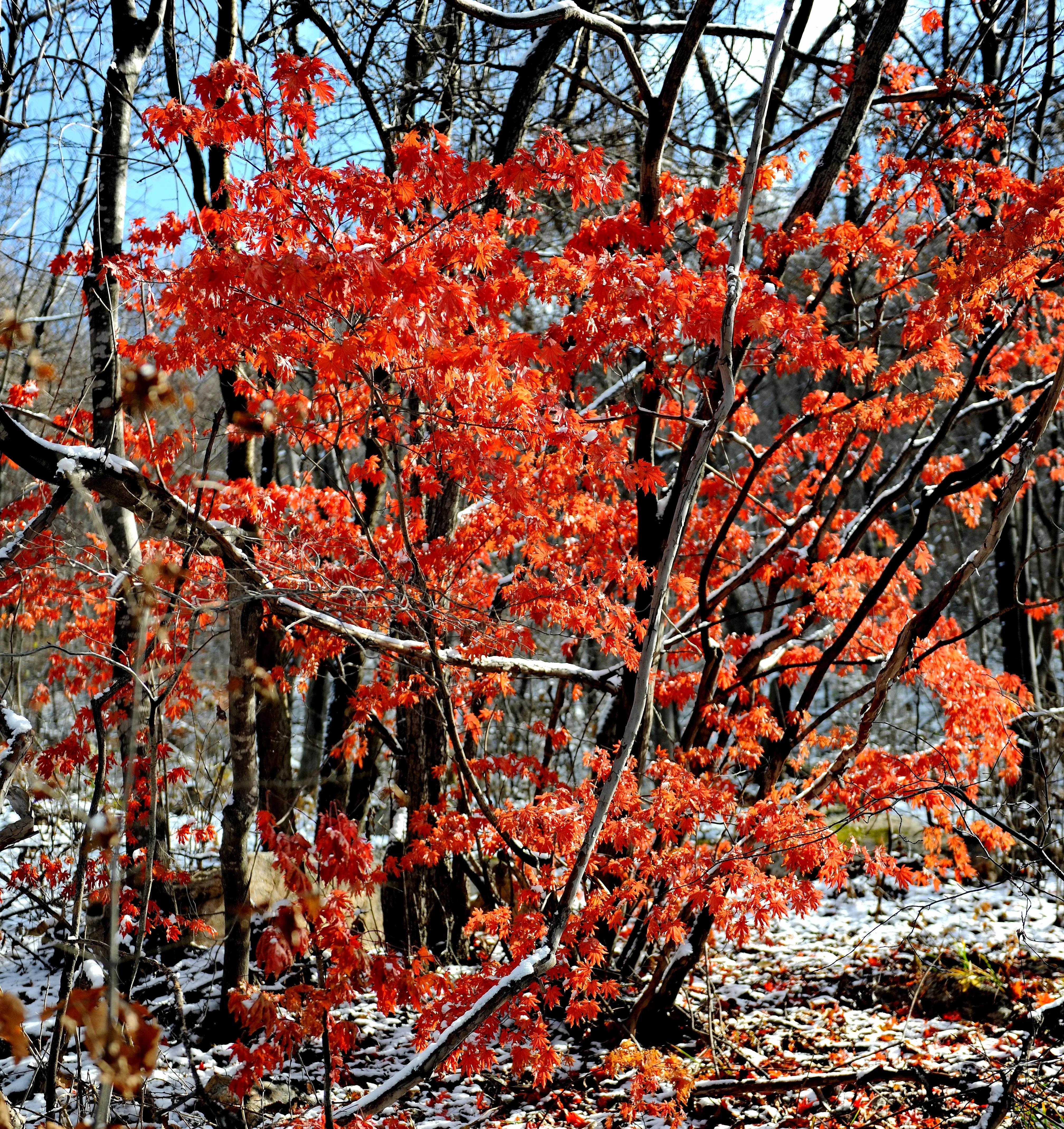辽东金秋红叶航拍,辽东枫叶正红