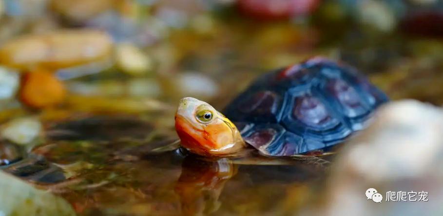 为什么养的龟没有生长纹,为啥养的乌龟会死