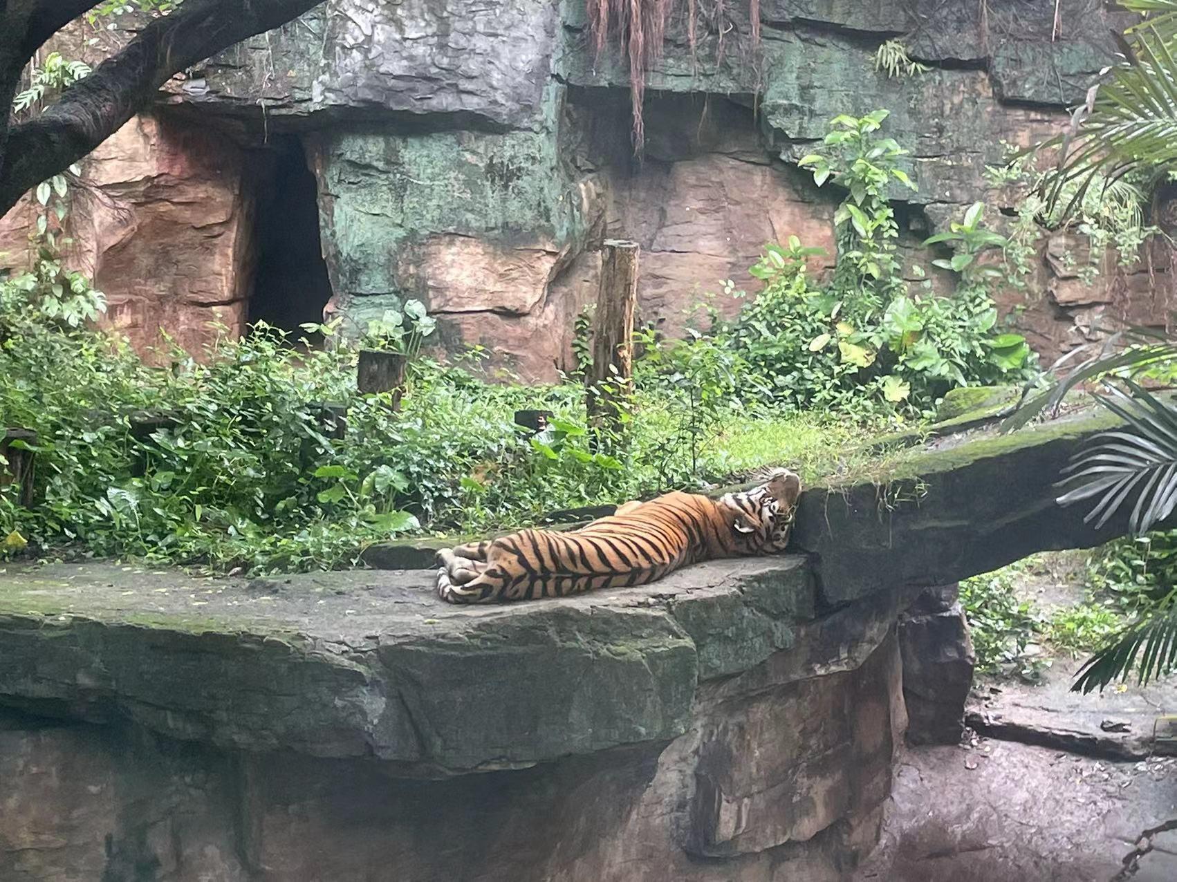 广州长隆动物园60岁以上老人门票,比广州动物园门票更低的动物园