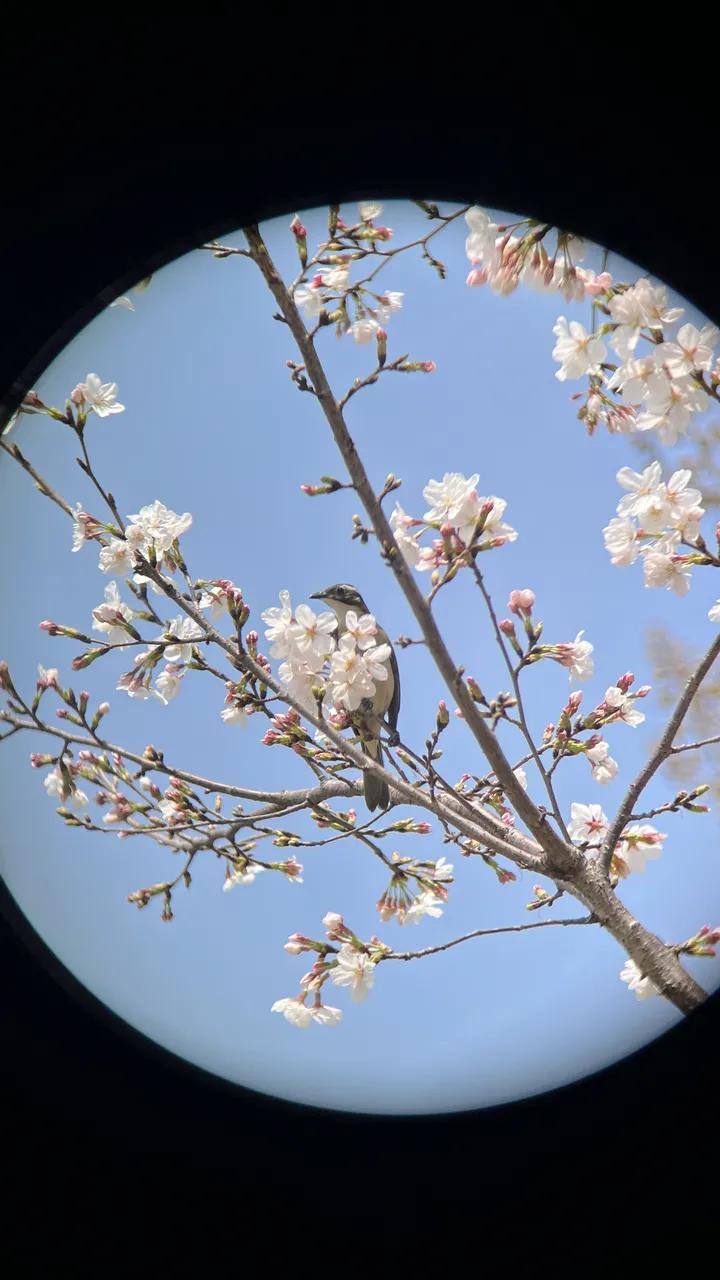 圣途6X24望远镜,圣途望远镜750