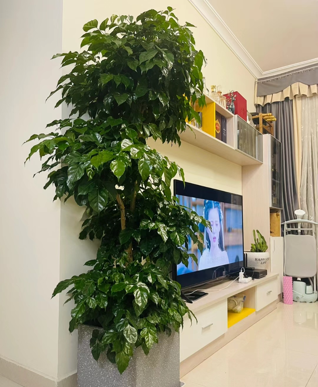 走霉运养什么花旺财运呢,养什么花好运气又旺财