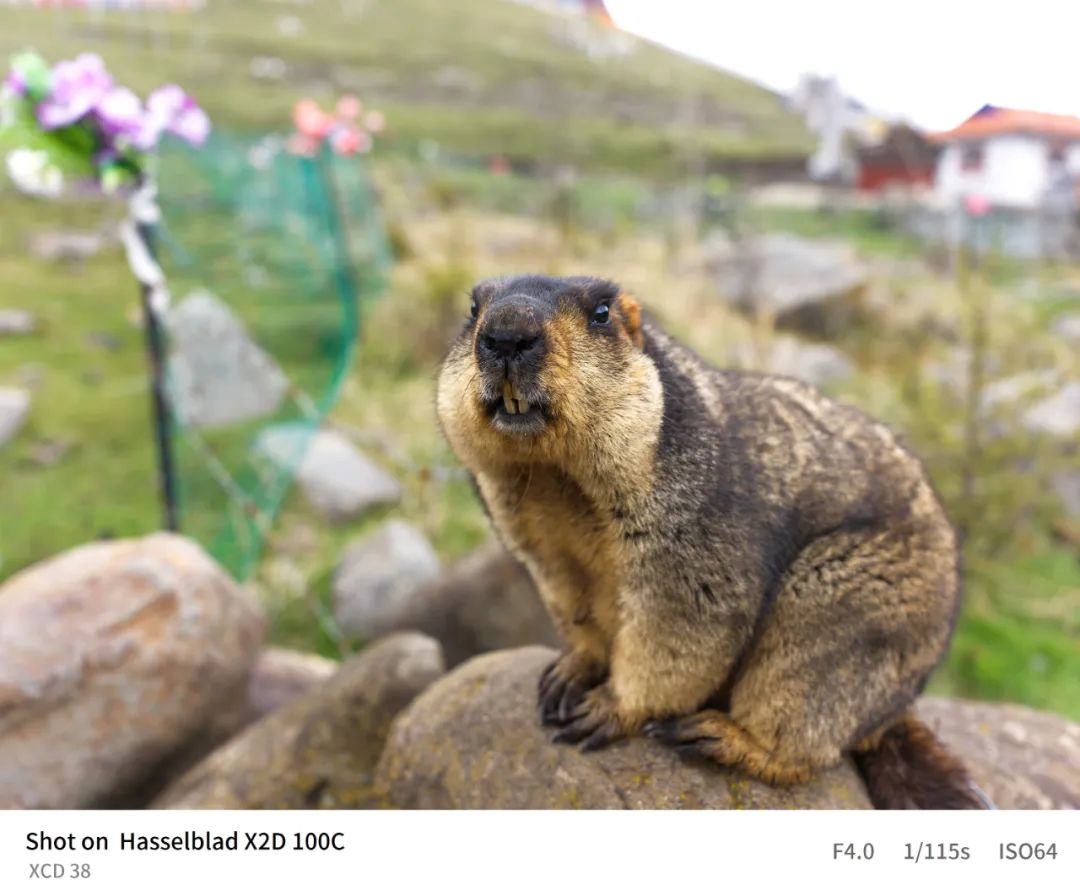 哈苏x2d-100c的三款镜头价格,哈苏x2d100c能不能用佳能ef镜头