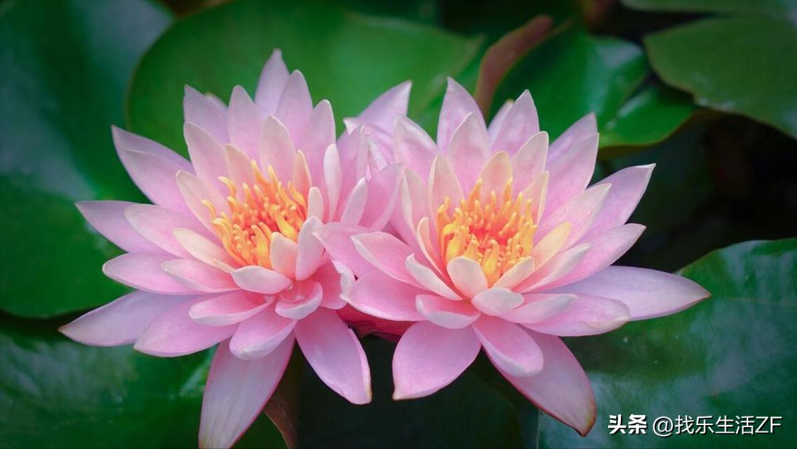 十大名花荷花排名,荷花是夏季里最美丽的花之一