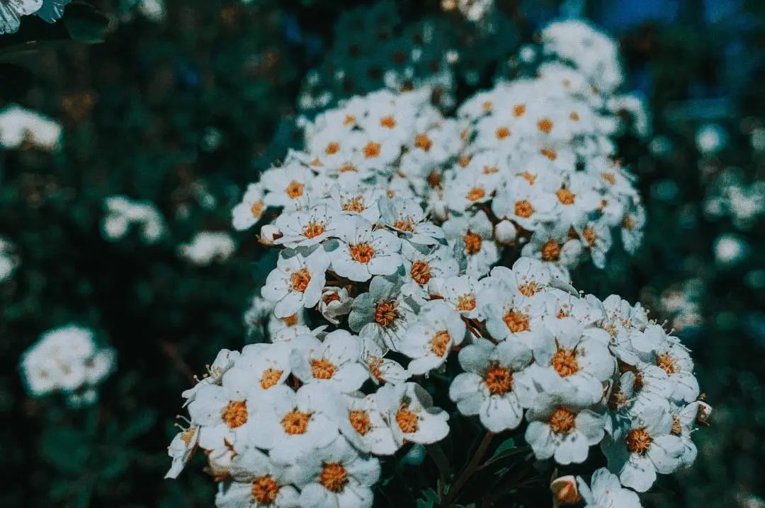 气血不足怎么调理最好炖汤,气血不足用四物汤调理