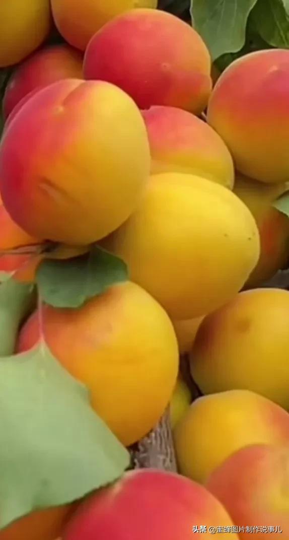 丰富美味的水果壁纸,甘甜适口的美味水果壁纸图片