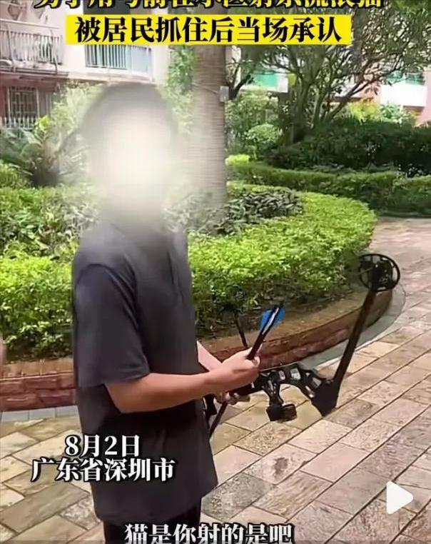 深圳弓箭射流浪猫警方介入,深圳男子用弓弩射杀流浪猫后续
