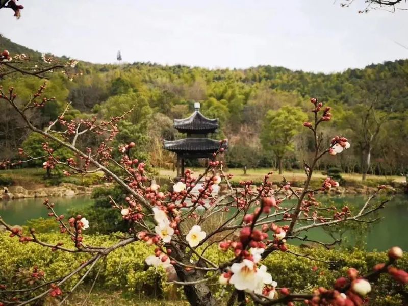 中国赏梅好去处苏州赏梅花,苏州十大赏梅胜地你去过几个