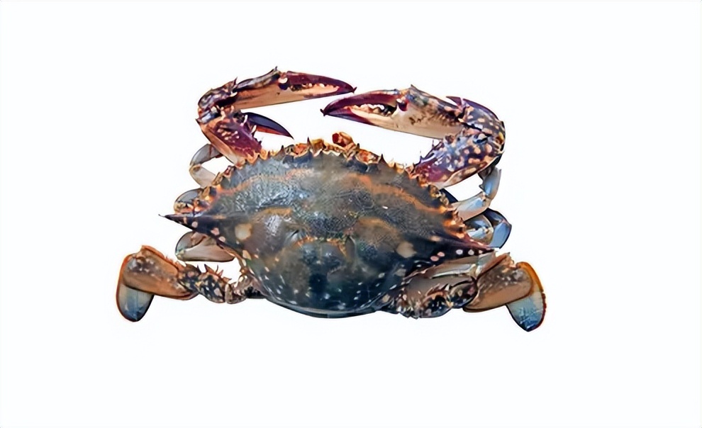 梭子蟹网上买靠谱吗,梭子蟹在网上怎么买