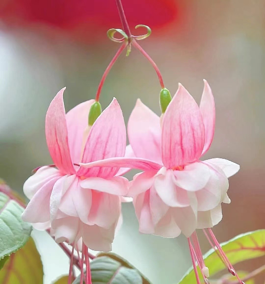 彩云悬挂天穹，鲜花似灯笼，浅析倒挂*钟金**培植和病虫害防治