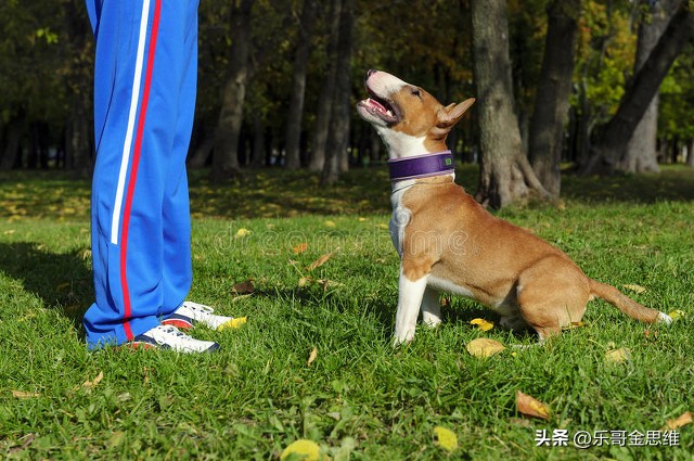 怎么训练狗狗固定地方大小便,怎样训练狗狗不在家里大小便了呢