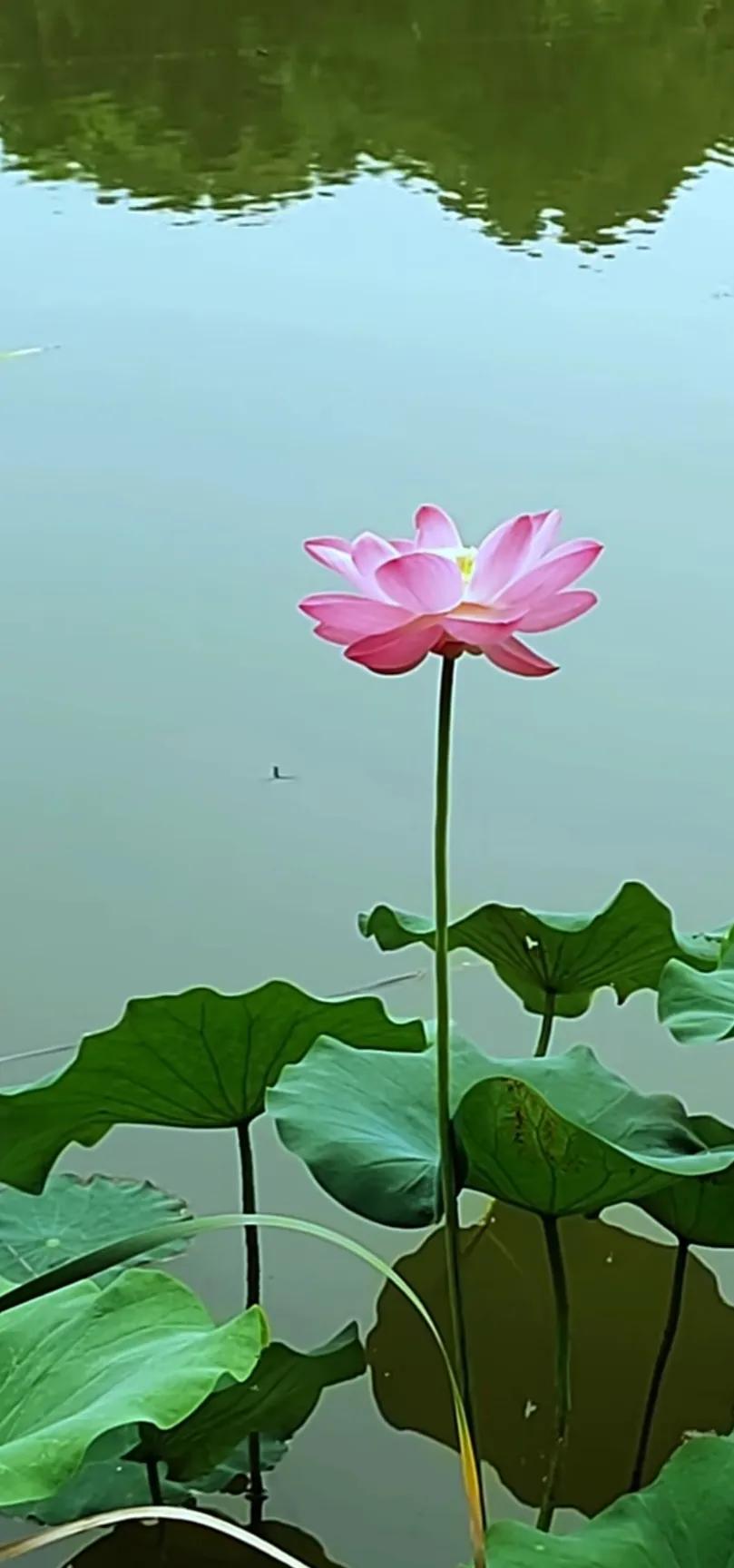 分享一组荷花图,分享一张你与荷花的照片