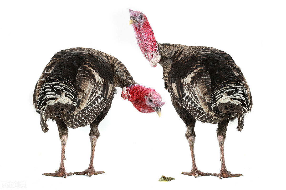 火鸡的一个疾病——火鸡霉形体感染的兽医知识