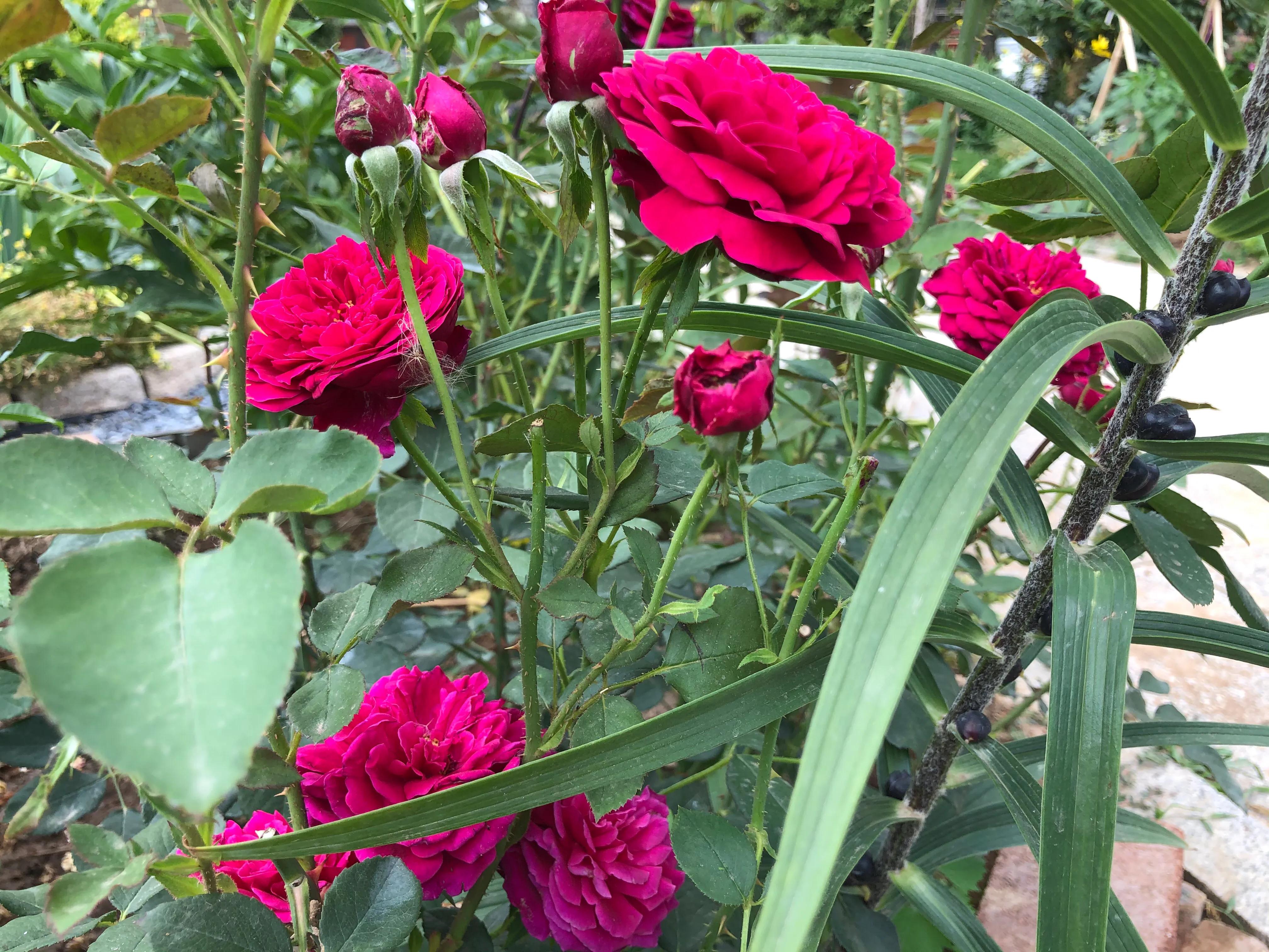 因好奇紫黑色秋花入手的月季皇宫，没想到春花和夏花这么雍容华贵